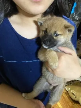 ゴンママ 様のお迎えした子犬