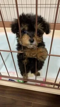 Y.S 様のお迎えした子犬