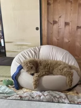 ジャックの家族 様のお迎えした子犬