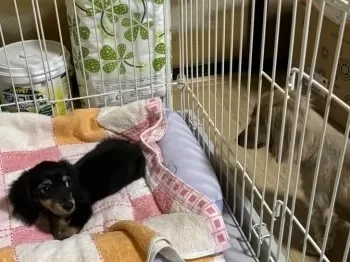 Y.K 様のお迎えした子犬