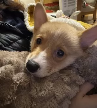 しろくま 様のお迎えした子犬