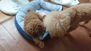 もーマム 様のお迎えした子犬