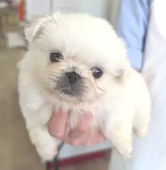 petiteママ 様のお迎えした子犬