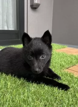 ゆり 様のお迎えした子犬