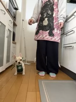 どらやき 様のお迎えした子犬