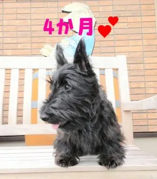 amo_satuki 様のお迎えした子犬