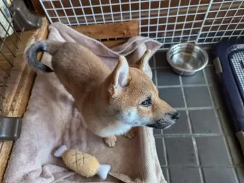 クローバー 様のお迎えした子犬