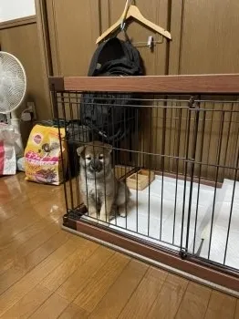 ちゃちゃ 様のお迎えした子犬