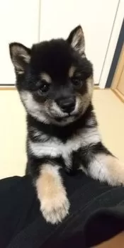 まきこんぶ 様のお迎えした子犬