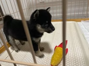 うり 様のお迎えした子犬