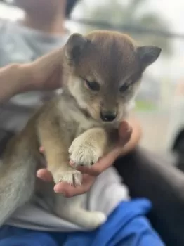 ෆ⃛Sol君ままෆ⃛ 様のお迎えした子犬