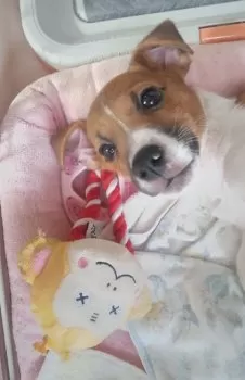 はまぼぅ 様のお迎えした子犬