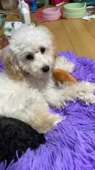 まさき 様のお迎えした子犬