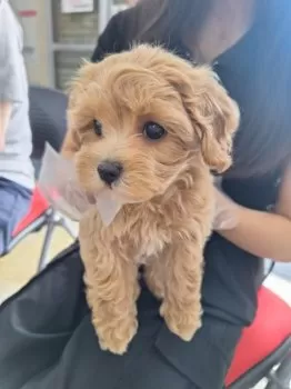 MOMO 様のお迎えした子犬