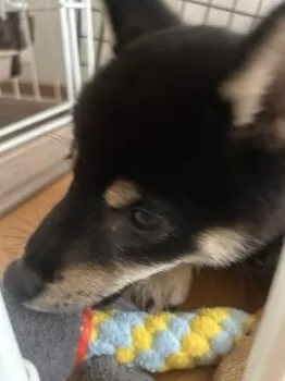 C 様のお迎えした子犬