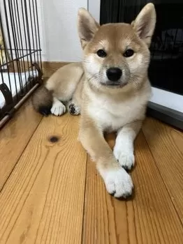 K.T 様のお迎えした子犬