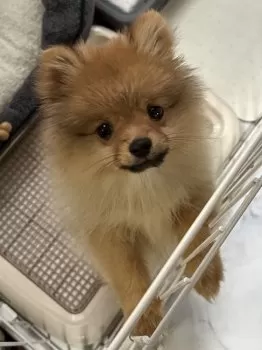 RY 様のお迎えした子犬