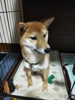 前 様のお迎えした子犬