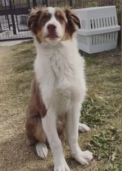 N 様のお迎えした子犬