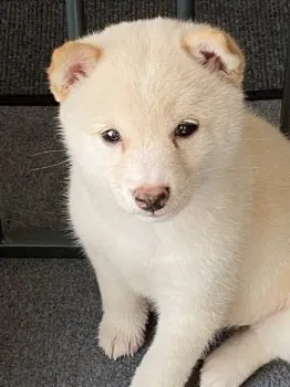 まっさん 様のお迎えした子犬