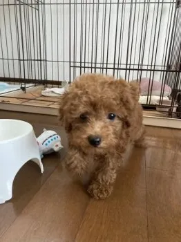 フラン 様のお迎えした子犬