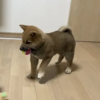 ぷくっちゃん 様のお迎えした子犬