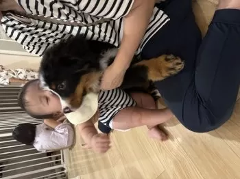 しぃ 様のお迎えした子犬