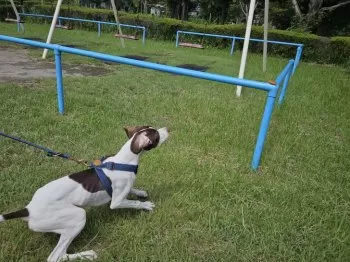 フムフム 様のお迎えした子犬