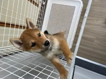 ちゃちゃパパ 様のお迎えした子犬