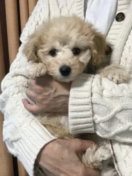 A.N 様のお迎えした子犬