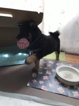 ひろまつ 様のお迎えした子犬