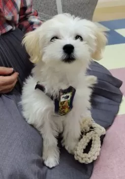 なつちゃんママ 様のお迎えした子犬