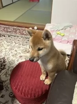 Y.K 様のお迎えした子犬