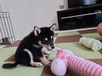 Y.Y 様のお迎えした子犬