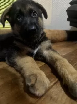 シャイロ 様のお迎えした子犬