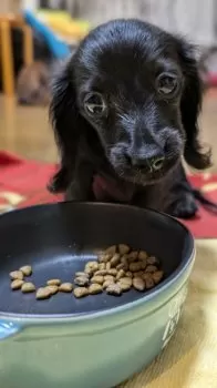 T.T 様のお迎えした子犬