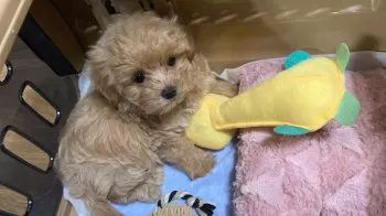 まき 様のお迎えした子犬