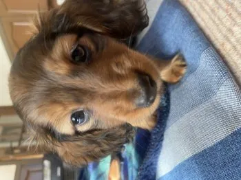 ひまわり 様のお迎えした子犬