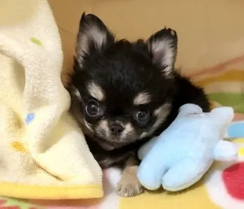 えっちゃん 様のお迎えした子犬