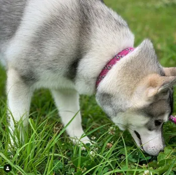 N.S 様のお迎えした子犬