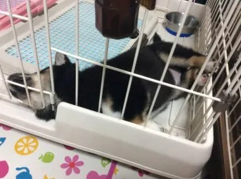 ダイヤ父 様のお迎えした子犬