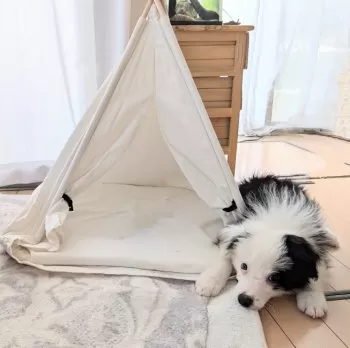 レッサーパンダ 様のお迎えした子犬