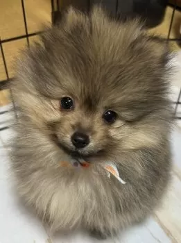 たかやん 様のお迎えした子犬