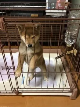 つくし 様のお迎えした子犬