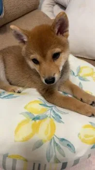 らんらん 様のお迎えした子犬