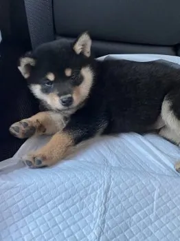 ゆんゆん 様のお迎えした子犬