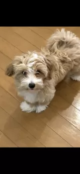 いずみん 様のお迎えした子犬