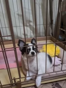 ちいちゃんちいちゃん 様のお迎えした子犬