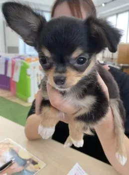 けい 様のお迎えした子犬