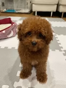 M.N 様のお迎えした子犬